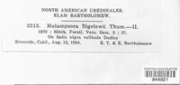 Melampsora bigelowii image